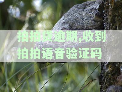 拍拍贷逾期,收到拍拍语音验证码