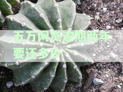 五万网贷逾期两年要还总额是多少