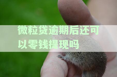 微粒贷逾期后还可以零钱提现吗？逾期后如何还款及使用微粒贷？