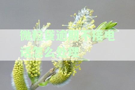 微粒贷逾期后没打电话了，如何还款及可能后果