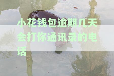 小花钱包逾期两天就打爆通讯录违法吗？逾期几天爆通讯录属于违法吗？