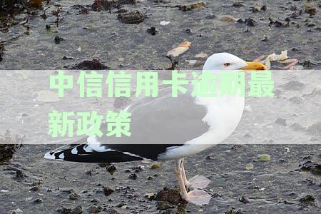 中信信用卡逾期最新政策