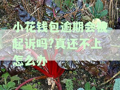 小花钱包逾期会被起诉吗真还不上怎么办,骚扰家人朋友多久