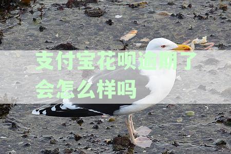 支付宝花呗逾期会影响征信吗？详解逾期的征信影响
