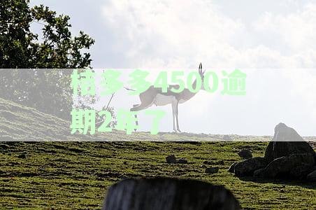 桔多多4500逾期2年了会上征信吗？