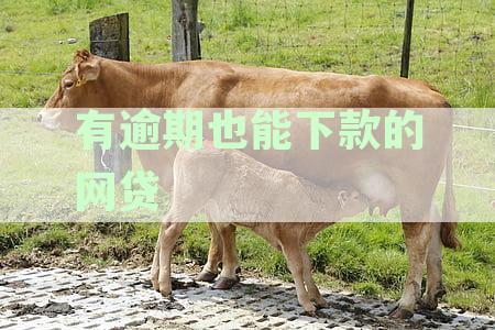 2023年逾期下款网贷指南：解决方案与口子推荐