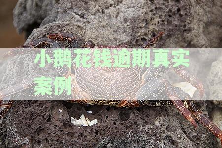 小鹅花钱逾期2年亲身经历：协商还款与被起诉应对策略-小鹅花钱逾期真实案例