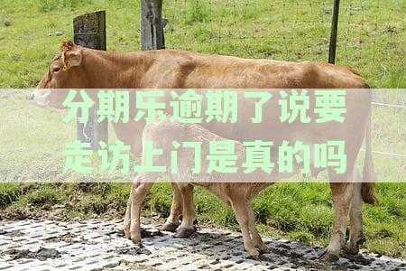 分期乐逾期说会有工作人员上门了解情况，逾期还款提醒，注意事与解决方案全解析