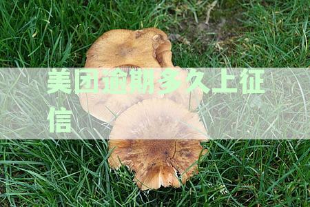 美团逾期多久上征信
