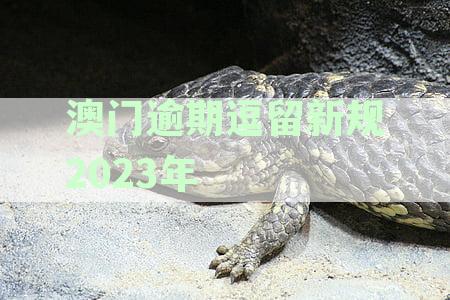 澳门逾期逗留新规2023年：最新规定天数及动态更新