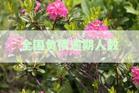 全国负债逾期人数