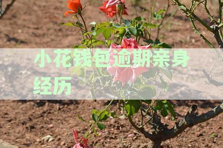 说说小花钱包逾期的经历:逾期后催收减弱,一天联系亲朋,会影响再借吗?