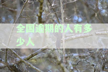 全国逾期人数统计：2022年至2024年数据汇总