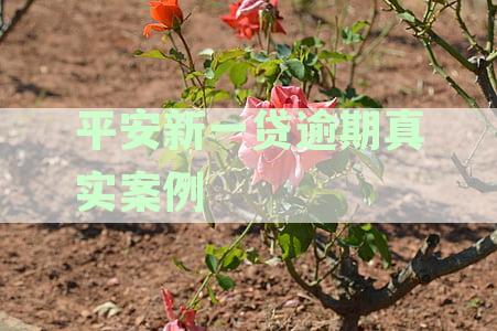 平安新一贷逾期真实案例