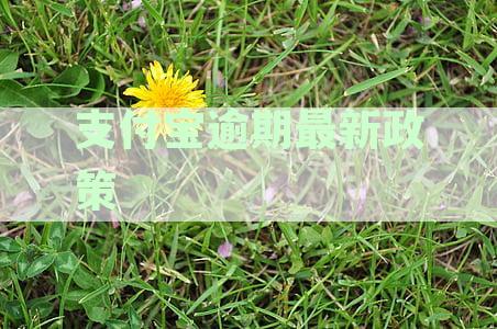 支付宝逾期最新政策查询：官网·电话