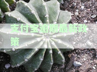 支付宝逾期最新政策