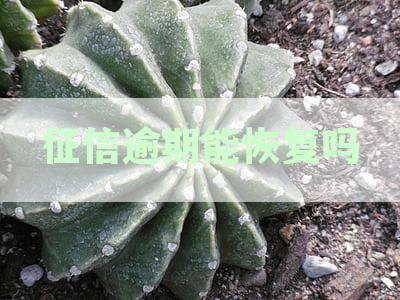 征信逾期后信誉恢复可能性及影响分析