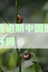 网贷上中国庭审公开网吗？真实性与安全性揭秘