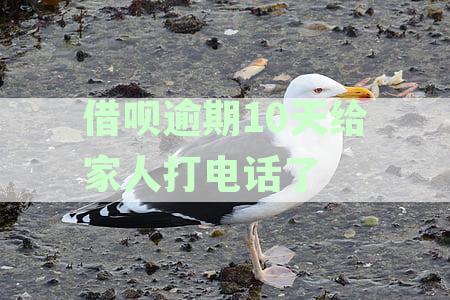 借呗用户反映逾期后无法与客服协商，客服电话95188回应引不满