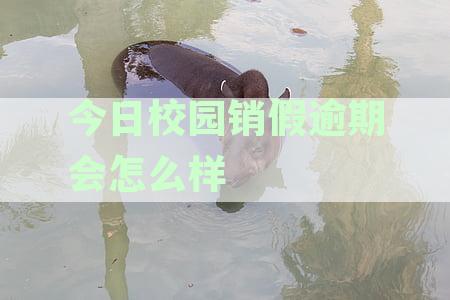 今日校园销假逾期还可以怎样销假，逾期销假流程及导员可见性说明