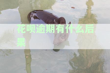 花呗逾期会影响个人征信吗？逾期后果及应对措详解