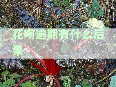 花呗逾期有什么后果