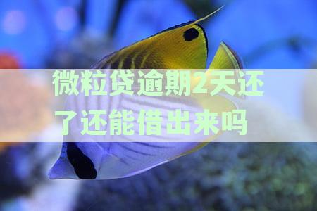 微粒贷逾期两天后还款后能否再次借款