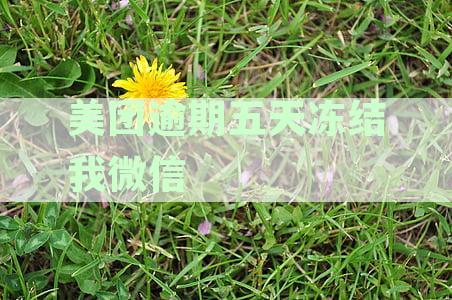 美团逾期五天冻结我微信怎么办,冻结微信怎么办理