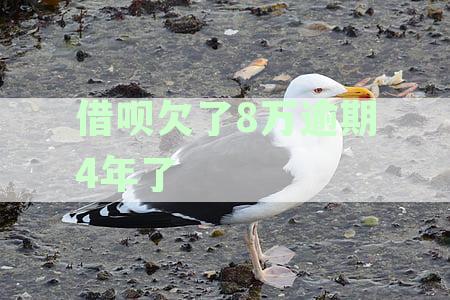 借呗欠了8万逾期4年了怎么办？