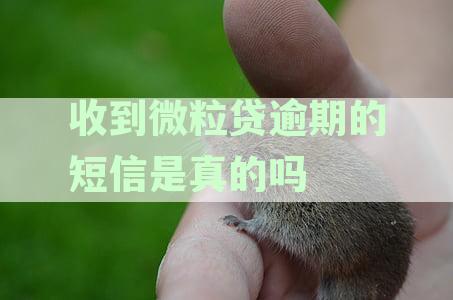 收到微粒贷逾期的短信是真的吗