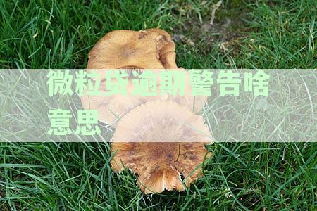 微粒贷逾期警告解除指南：恢复信用与重新获得贷款额度