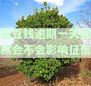 豆豆钱逾期一天怎么还款-豆豆钱逾期一天还款会不会影响征信