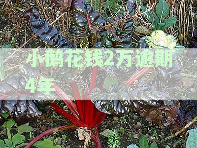 小鹅花钱逾期两万后还款能否继续使用及是否会起诉