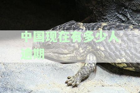 中国当前逾期人数统计