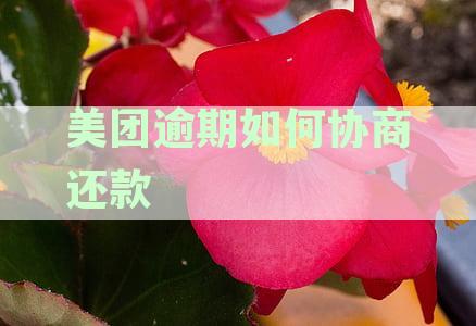 美团逾期协商还款方式：最快电话操作指南