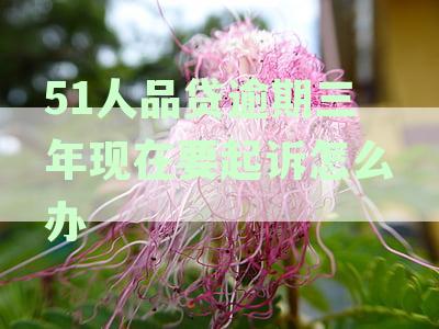 应对51人品贷倒闭：未还清债务的解决策略