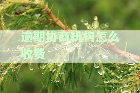 逾期协商机构怎么收费