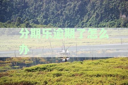 解决分期乐逾期问题：如何再次借出3000元？