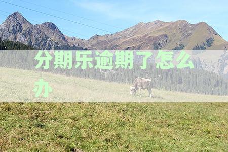 分期乐逾期了怎么办