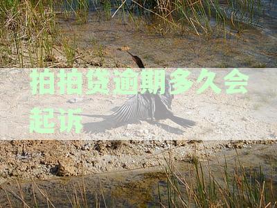拍拍贷逾期后果：多久会起诉？会上门催收吗？