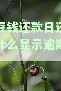 豆豆钱还款日还款为什么显示逾期一天会怎么样-豆豆钱还款晚了一天,直接跳到下期账单