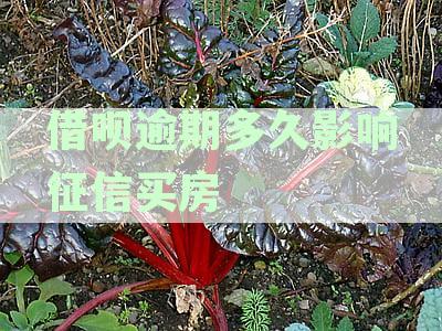 借呗逾期几天会影响贷款买房吗：逾期影响、征信记录和解决方案