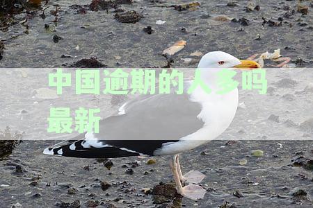 中国逾期人数2020官方数据：2023与2024年对比