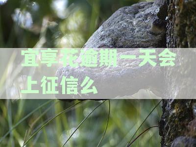 宜享花逾期一天会上征信么
