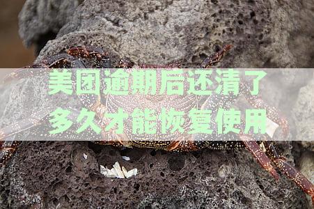 美团逾期还清后多久恢复使用额度