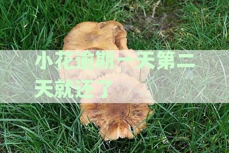 小花逾期一天算逾期吗？逾期2020天、次日还款、联系人和逾期后果详解