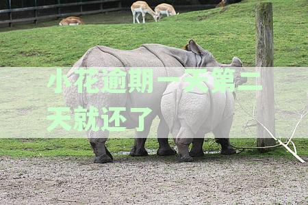小花逾期了怎么还：2020年逾期欠款后果，逾期的影响与起诉真相