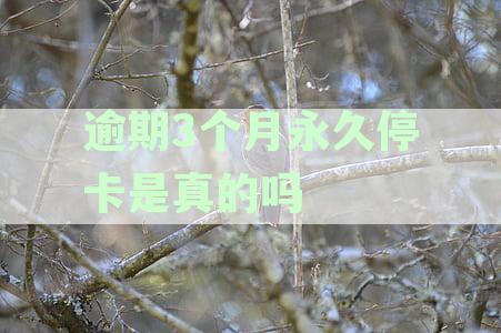 逾期3个月永久停卡是真的吗还是假的？详解信用卡政策
