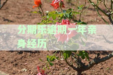 分期购物逾期不还，后果怎么样？