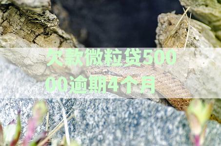 微粒贷款逾期四个月，微粒贷用户注意信用风险